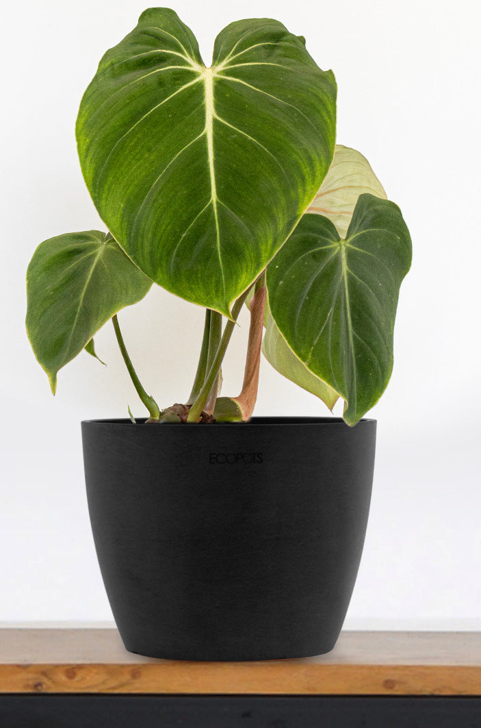 Rare Philodendron selling Gloriosum 6”