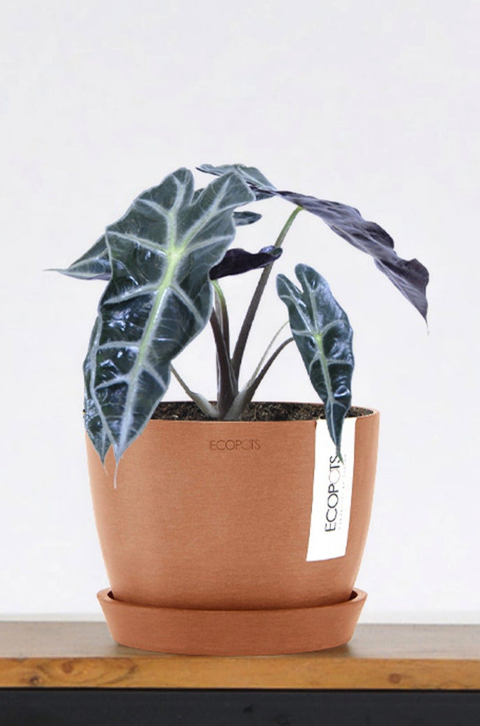 Alocasia African Mask