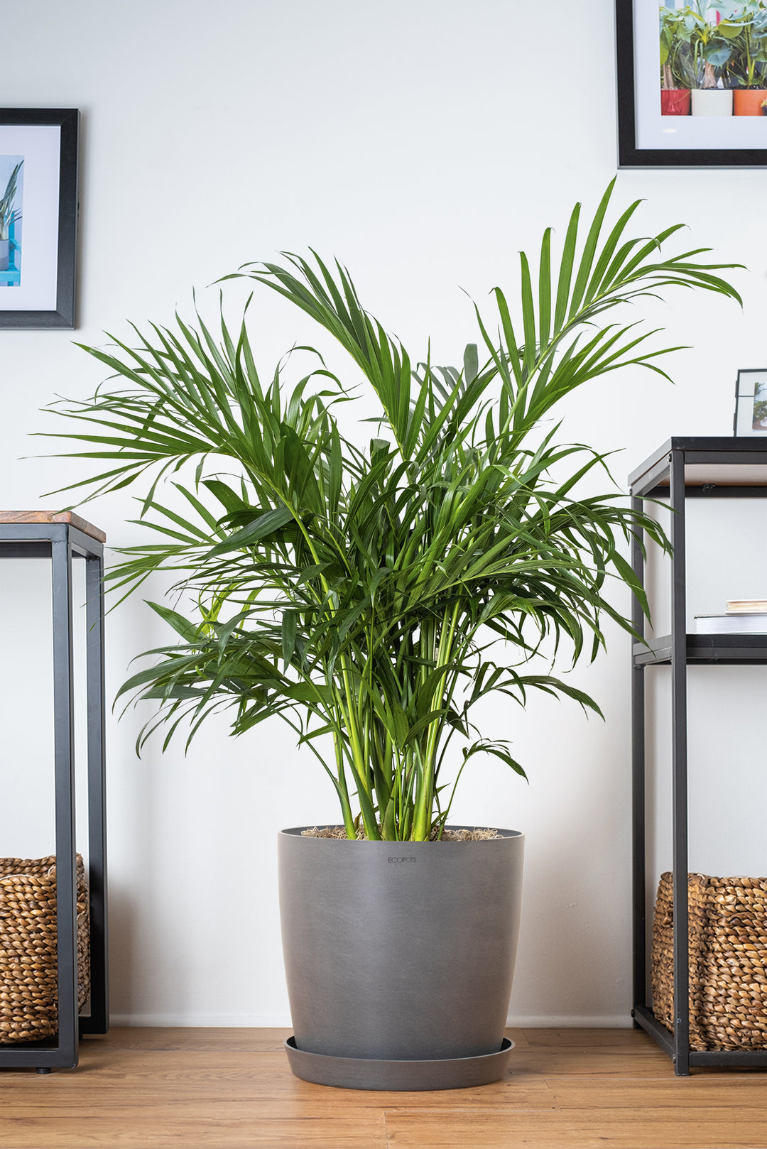 Cat Palm Indoor Outdoor Live Plants Online Potted Cat Palm Enjoy Live Plants Free Delivery Shop United Nursery