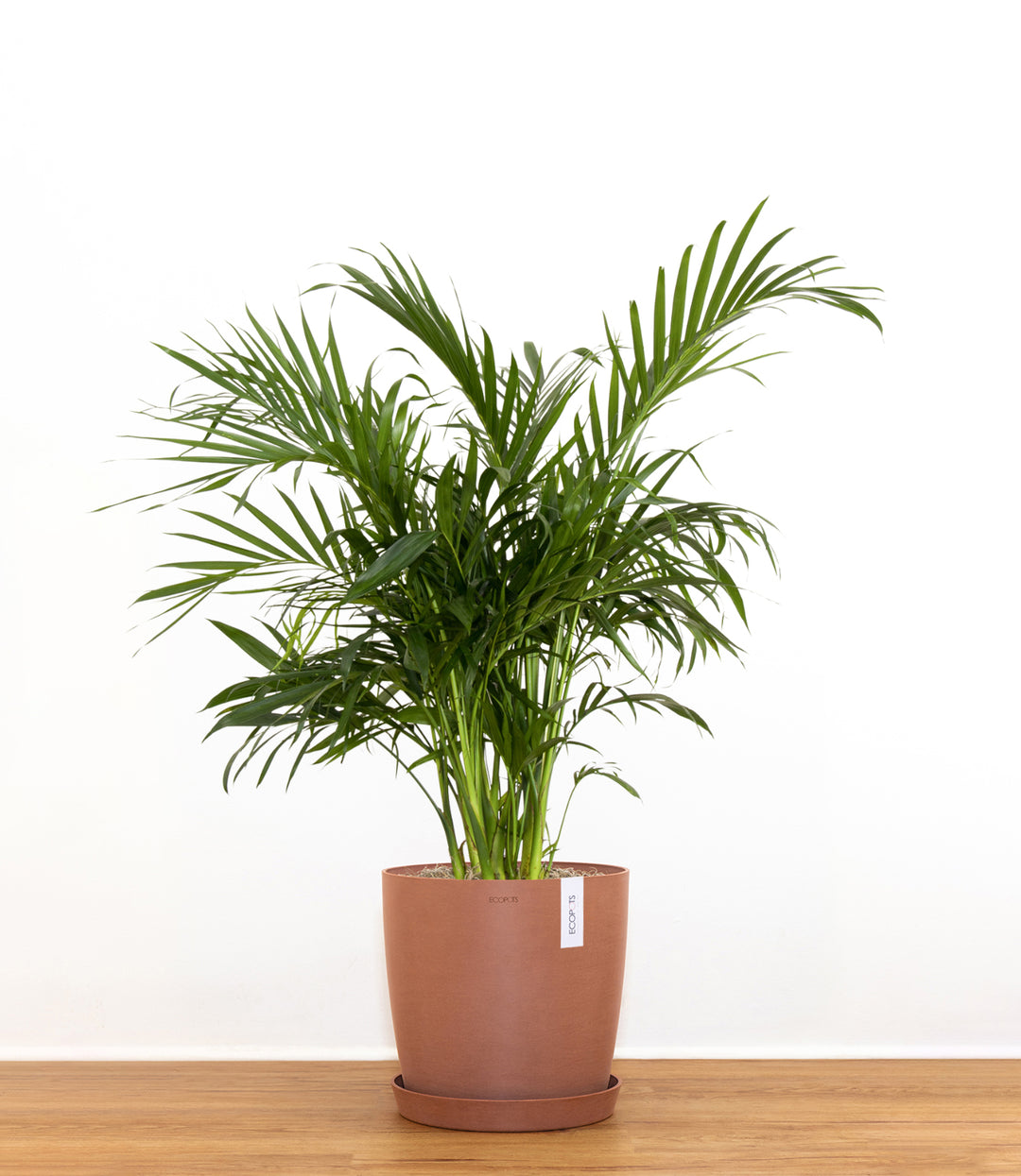 Cat Palm - 3 Feet good Tall - 1 Plants - Multiple Trunks - Ship in 3 Gal Pot