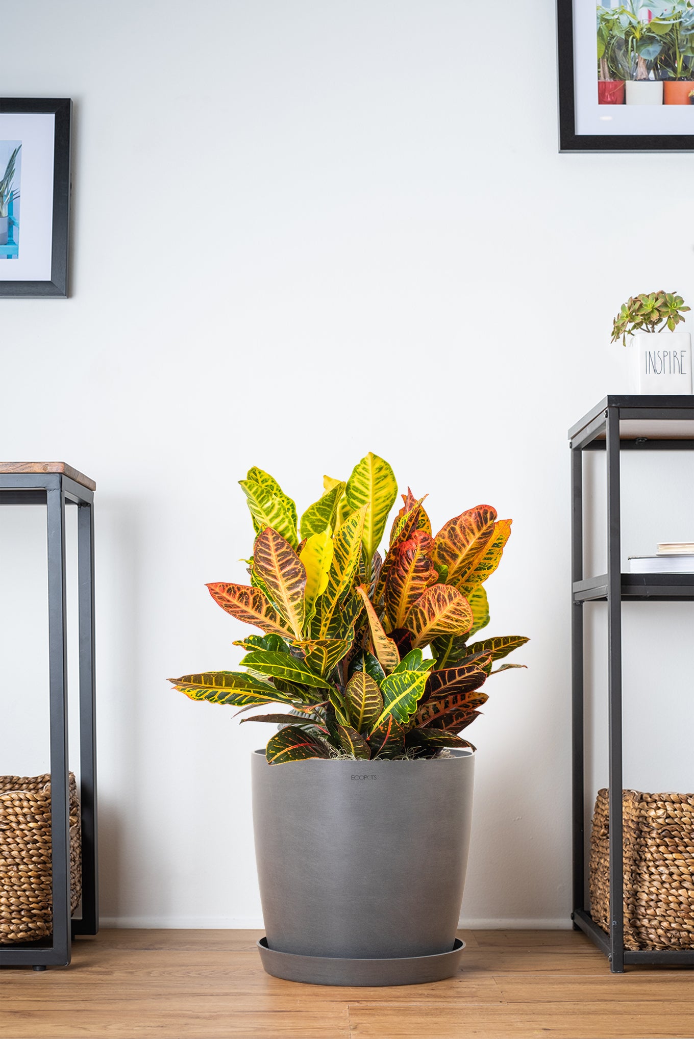 Croton Petra | Indoor & Outdoor Live Plants Online | Potted Croton ...